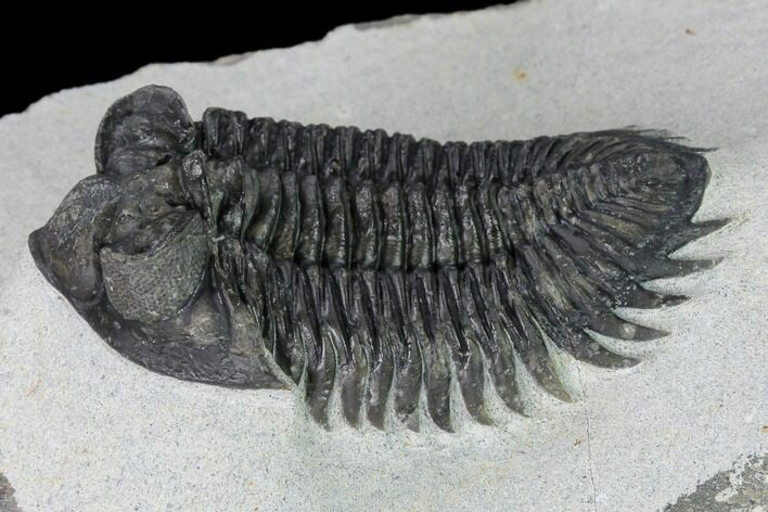 Coltraneia Trilobite Fossil - Huge Faceted Eyes #165841